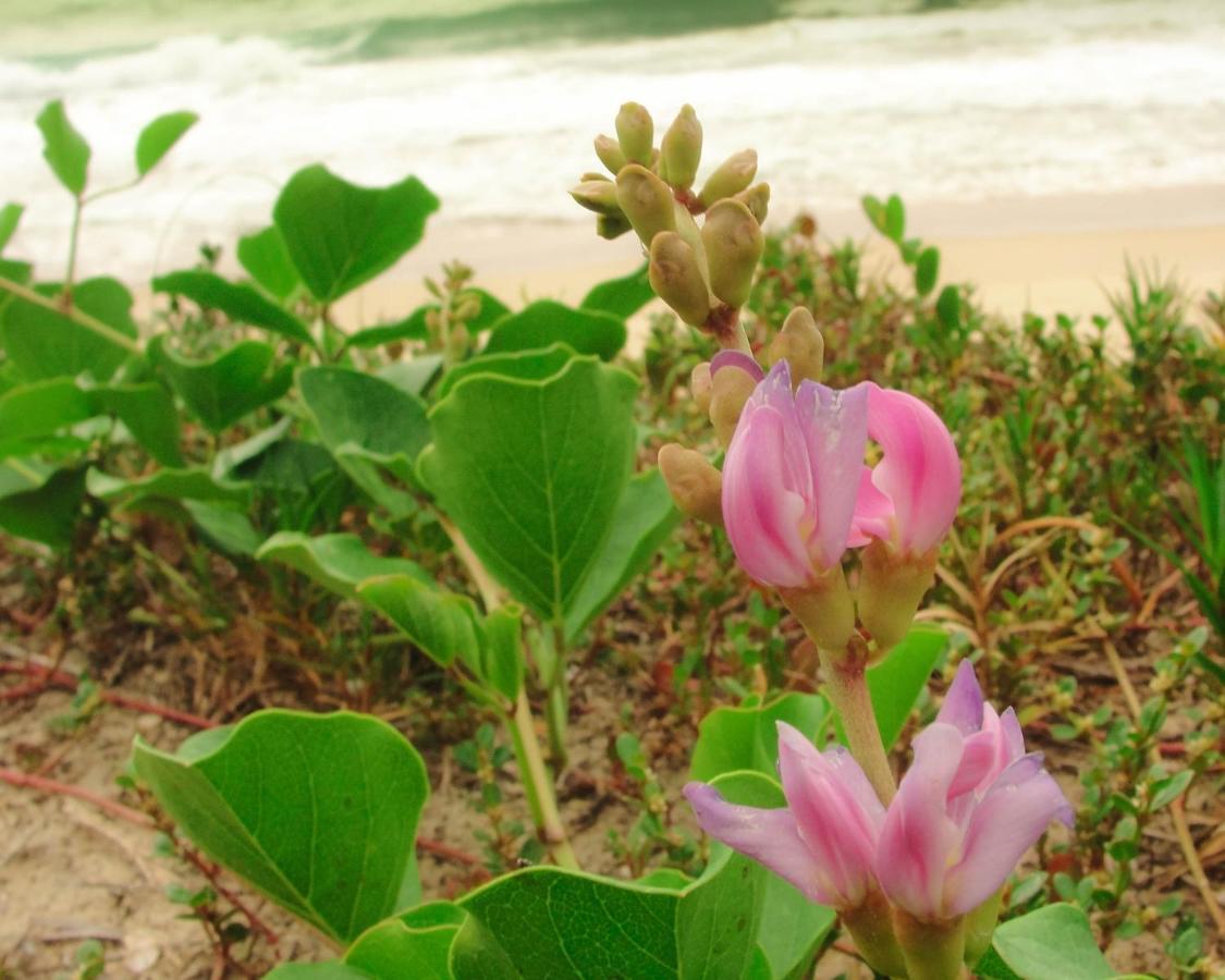 Florianópolis Recanto Do Encanto מראה חיצוני תמונה